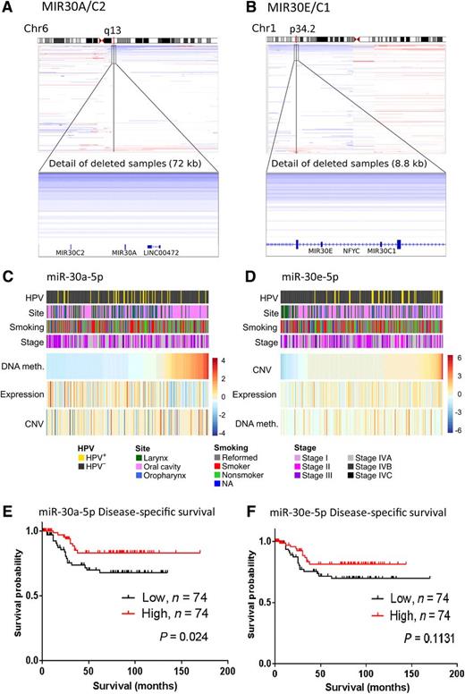 Figure 6. Genomic deletion, methylation, and expression of miR-30 family members, and associated clinical features. DNA copy number variation (CNV) for MIR30A/C2 (A) and MIR30E/C1 (B). Integrated Genome Viewer plots for chromosomes 6 and 1 shown on the top, with CNV for MIR30 genes at 6q13 and 1p34.2 shown on the bottom for 279 HNSCC tumors from TCGA. Blue indicates reduced copy number and red indicates increased copy number. C and D, Relation of miRNA expression with copy number and methylation for 244 HPV(−) and 35 HPV(+) HNSCC samples from TCGA. Samples are ordered by DNA methylation for MIR30A and by CNV for MIR30E. Samples are annotated with clinical characteristics (site, smoking, and stage) and HPV status. Discrete gene copy number values are obtained from GISTIC. Clinical features (colored bars, top four rows) and genetic characteristics (heatmaps, bottom three rows) are assorted accordingly. Survival analysis for 148 HNSCC from the Einstein University dataset (15, 30) for miR-30a-5p (E) and miR-30e-5p (F) segregated into high and low by median expression. Kaplan–Meier plots and log-rank test P values comparing disease-specific survival are plotted for low (solid lines) versus high (dashed lines) tumor expression based on a median cut-off point. Censored subjects are indicated by vertical hash marks.