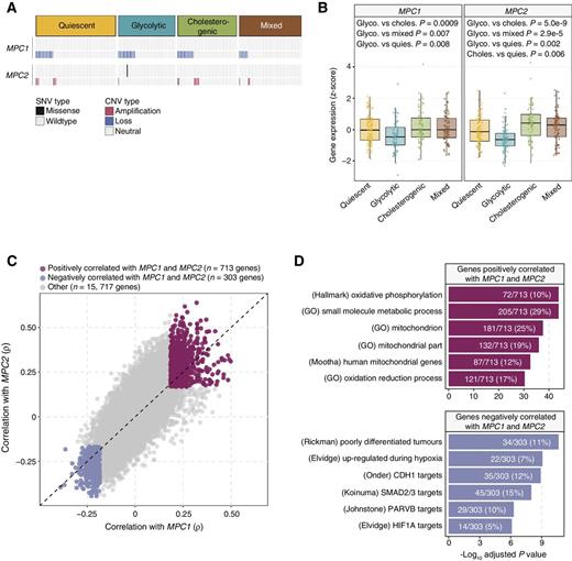 Figure 4. Association of MPC1 and MPC2 expression with PDAC metabolic subgroups and cell signaling pathways. A, Oncoprint showing the distribution of MPC1 and MPC2 SNVs and CNVs across the metabolic groups. Only one case was found with an SNV in MPC2. B, Box plots illustrating significant (one-way ANOVA P < 0.001) differences in expression levels of MPC1 and MPC2 across PDAC metabolic subgroups. Glycolytic cases have the lowest levels of MPC1 and MPC2 mRNA (Tukey HSD test adjusted P < 0.05). C, Scatter plot depicting the correlations between MPC1 (x-axis) and MPC2 (y-axis) and each of 16,733 genes. A total of 713 and 303 genes were found to be positively (Spearman correlation BH-adjusted P < 0.01; ρ > 0) and negatively (adjusted P < 0.01; ρ < 0) correlated with both MPC1 and MPC2 expression, respectively. D, Top 6 most significantly enriched (hypergeometric test BH-adjusted P < 0.05) gene sets among genes positively (top) and negatively (bottom) associated with MPC1/2 expression. Genes negatively associated with MPC1/2 are enriched for gene sets related to hypoxia and cell adhesion.
