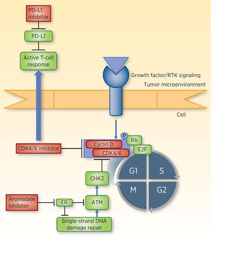CDK4/6 Inhibitor Biomarker Research: Are We Barking Up the Wrong Tree ...