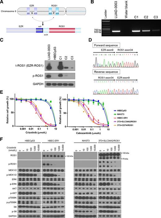 MAPK Pathway Alterations Correlate with Poor Survival and Drive ...