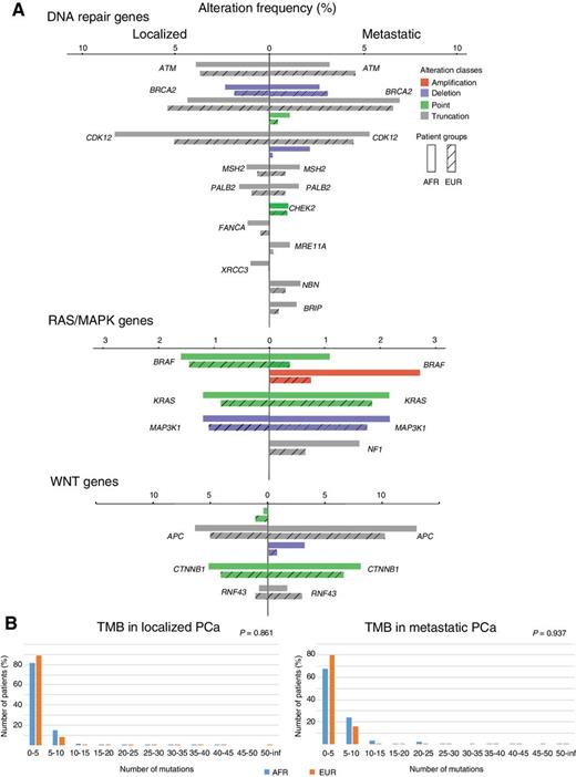 Figure 4. Frequency of major pathway alterations and tumor mutational burden. A, Frequency of major pathway alterations with no significant differences between AFR (solid) and EUR (shadow) in localized or metastatic prostate cancer sample, including DNA repair pathway genes, RAS/MAPK pathway genes and WNT pathway genes in which alterations were detected in the Foundation cohort. Gene alteration rates are shown as side-by-side bar charts consisting of a total of four color-coded alteration classes. If the alteration frequency for a gene was 0, it was omitted in the dataset. B, Tumor mutational burden (TMB) in both localized and metastatic prostate cancer (localized: AFR: N = 248, EUR: N = 1,900; metastatic: AFR: N = 183, EUR: N = 1,068). TMBs were computed as the percentage of patients within the cohort with respect to the number of mutations detected (0–100). No significant difference was found between AFR (blue) and EUR (orange) populations.