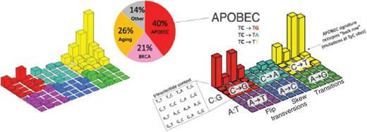 Figure 2. APOBEC mutation signature in somatic BRCA-mutant patients. The “Lego” plot on the left is the study data (all somatic mutations in the cohort). The “Lego” plot on the right is a “reference” for comparison: the APOBEC mutation signature. It also has the plot axes labeled. The rows are not mutational signature, but rather the whole plot is a mutation signature. The APOBEC mutation signature was clearly observed in this cohort. Approximately 40% of mutations were assignable to the APOBEC mutation signature (back row of bars in the “Lego” plot, COSMIC signatures 2+13), summing mutations across the 29 patients that were found to carry somatic BRCA mutations. Other contributors to the mutations in these BRCA-mutant patients were the “aging” signature (COSMIC Signature 1) and the “BRCA” signature (COSMIC Signature 3).