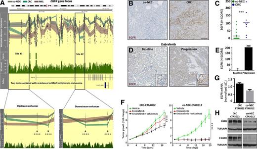 Figure 4. EGFR gene is methylated and repressed in co-NECs conferring innate sensitivity to BRAFV600E inhibition. A, Methylation pattern of EGFR gene in co-NEC, CRC, and melanoma tumors. ****, P < 0.0001 by an unpaired t test with Welch correction. B, Histology showing the expression of EGFR in a representative co-NEC and a CRC carcinoma. C, Dot plot representing the level of EGFR protein expression measured by IHC in co-NETs and CRC carcinomas. ***, P < 0.001 by an unpaired t test with Welch correction. D, Histology showing the expression of EGFR in a co-NEC tumor at baseline or after patient progressing to BRAFV600E inhibition with dabrafenib. B and D, Scale bars, 100 μm. E, Column plot representing the quantification of IHC. F, Both PDX models (CRC-CTAX002 and co-NEC-CTAX012) were treated with the BRAFV600E inhibitor encorafenib alone or in combination with cetuximab and tumor growth is shown. Ten animals were evaluated per each treatment. ****, P < 0.0001 of an unpaired t test with Welch correction comparing the tumor volume at endpoint measures. G, mRNA expression of EGFR gene in three tumor xenografts from each indicated PDX model. H, The basal levels of EGFR and phospho-EGFR (p-EGFR) proteins were measured by Western blotting in three tumor xenografts from each indicated PDX model. Tubulin was used as loading control.