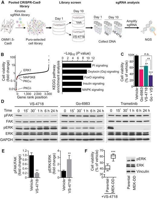 Figure 1. Kinome-wide CRISPR screen for synthetic lethal interactors of FAKi. A, OMM 1.5 cells expressing Cas9 were infected with the Brunello Human Kinome CRISPR sgRNA KO library at a MOI of 0.3. After selection, cells were treated with vehicle or 0.5 μmol/L VS-4718 (FAKi) for 10 days. B, Left, cell viability represented as fold change in FAKi-treated cells compared with control. Highlighted significant hits represent synthetic lethal genes with FAKi treatment. Right, KEGG pathways analysis for the top depleted sgRNAs (n = 200). C, 92.1 cell viability after 72-hour treatment with vehicle, 1 μmol/L Go-6983 (PKCi), 1 μmol/L VS-4718 or a combination of both. D, Time-course analysis of FAK and ERK phosphorylation in 92.1 cells treated with VS-4718 (1 μmol/L), Go-6983 (1 μmol/L), or trametinib (MEKi, 10 nmol/L). E, Quantification of pFAK/FAK and pERK/ERK ratios in 92.1 cells treated with 1 μmol/L VS-4718 or vehicle for 1 hour. F, Left, cell viability after 72-hour treatment with VS-4718 (1 μmol/L) in 92.1 cells expressing or not MEK-DD (S218/222D). Right, immunoblot showing pERK levels in 92.1 cells expressing or not MEK-DD (S218/222D). C, E, and F, Data shown represent the mean ± SEM of three independent experiments. ***, P < 0.001; **, P < 0.01; n.s., not significant.