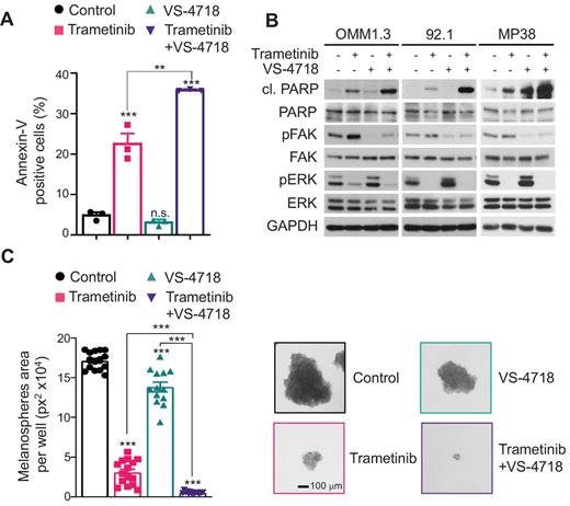 Figure 3. MEKi/FAKi combination induces apoptosis and reduces uveal melanoma melanosphere formation. A, FACS analysis of cells positive for Annexin V was used to assess the apoptotic response to trametinib (10 nmol/L), VS-4718 (1 μmol/L), and their combination after 24 hours of treatment. B, Immunoblot showing cleaved-PARP, pFAK (pY-397), and pERK levels upon treatment with vehicle, trametinib (10 nmol/L), VS-4718 (1 μmol/L), or trametinib + VS-4718 for 48 hours in uveal melanoma cells. C, Left, OMM1.3 melanospheres formation after treatment with vehicle (control), trametinib (10 nmol/L), VS-4718 (1 μmol/L), or trametinib + VS-4718 for 3 weeks. Right, representative spheres. A and C, Data shown represent the mean ± SEM of three independent experiments. ***, P < 0.001; **, P < 0.01; n.s., not significant.