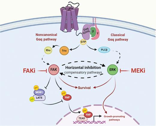 Figure 6. Horizontal inhibition of compensatory pathways in uveal melanoma using MEKi/FAKi combination. The cartoon depicts the proposed pathways by which active GNAQ-mutant controls cell proliferation in uveal melanoma cells. Horizontal inhibition of FAK and MEK likely acts by disabling growth-promoting pathways regulated by YAP while concomitantly targeting parallel converging core survival mechanisms, thereby resulting in mUM regression.