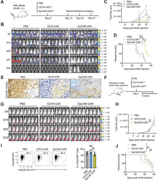 Figure 1. EpCAM CAR-T cells have difficulty clearing bone marrow AML cells. A, Experimental scheme: NCG mice were injected with 5 × 106 HL60 cells stably expressing luciferase into the tail vein, followed by transfer of PBS, 5 ×106 CD19 CAR-T cells, or 5 × 106 EpCAM CAR-T cells for treatment; AML burdens were monitored by bioluminescence imaging once each week for 3 weeks. n = 8 mice per group. The experiment was performed twice. B, Bioluminescence imaging of AML burdens. C, AML burdens were quantified as the average values of the total radiance (photons; data shown as mean ± SD; unpaired, two-tailed Student t test). D, Kaplan–Meier survival analysis. n = 8 mice per group. Statistical significance was determined by log-rank Mantel–Cox test (median survival, PBS group: 34 days, CD19 CAR-T cells group: 38.5 days, EpCAM CAR-T cells group: 51.5 days). E, IHC staining of the bone marrow (tibia) with an anti-human EpCAM antibody to label EpCAM+ tumor cells (HL60) in the PBS-treated group, CD19 CAR-T cells group, and EpCAM CAR-T cells group. Error bars, 50 μm. F, Experimental scheme: NCG mice were injected 1 × 105 HL60 cells stably expressing luciferase into the tibia, followed by transfer of PBS, 4 × 106 CD19 CAR-T cells, or 4 × 106 EpCAM CAR-T cells (via the tail vein). AML burdens were monitored by bioluminescence imaging once each week for 4 weeks. n = 8 mice per group. The experiment was performed twice. G, Bioluminescence imaging of AML burdens. H, AML burdens were quantified as average values of the total radiance (photons; data shown as mean ± SD; unpaired, two-tailed Student t test). I, Representative flow cytometry plot of the proportion of EpCAM+ mCD45− AML cells (HL60) in the bone marrow (tibia) of the PBS group, CD19 CAR-T cells group, and EpCAM CAR-T cells group. n = 3 mice per group (data shown as mean ± SD ordinary one-way ANOVA with Tukey multiple comparisons test). J, Kaplan–Meier survival analysis, statistical significance was determined by log-rank Mantel–Cox test. (median survival, PBS group: 54 days, CD19 CAR group: 57 days, EpCAM CAR group: 57 days; *, P < 0.05; **, P < 0.01; ***, P < 0.001; ****, P < 0.0001. ns, not significant).