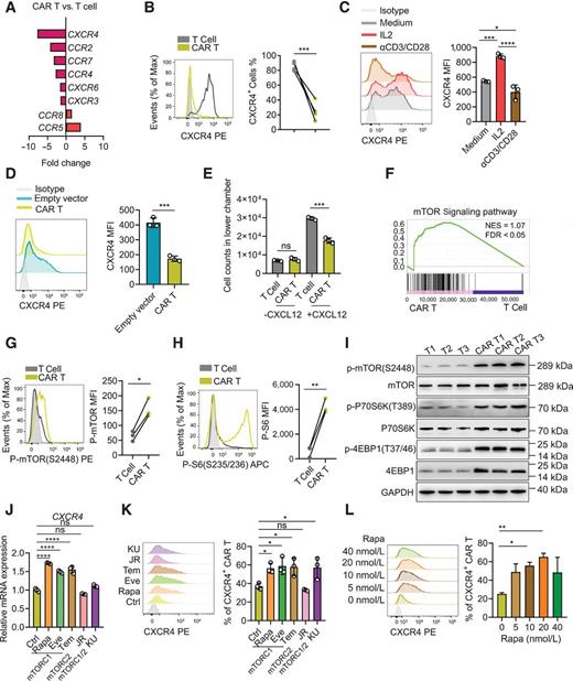 Figure 2. Activation of mTORC1 signaling decreases the CXCR4 level in EpCAM CAR-T cells. A, Fold-changes in transcription level of chemokine receptor genes in EpCAM CAR-T cell compared with control T cells, n = 3 human donors. B, FACS analysis of the proportion of CXCR4+ cells in control T cells and CAR-T cells. n = 4 normal human donors. Paired two-tailed Student t test. C, FACS analysis of CXCR4 expression in control T cells, T cells cultured with IL2 (100 U/mL), T cells stimulated with CD3/CD28 antibody (data shown as mean ± SD; one-way ANOVA with Tukey multiple comparisons test). D, FACS analysis of CXCR4 expression in T cells modified with control empty vector and EpCAM CAR-T cells. (data shown as mean ± SD; unpaired two-tailed Student t test). E, Transwell analysis of the counts of the control T cells (unmodified T cells) and EpCAM CAR-T cells that migrated to the lower chamber in response to CXCL12 (100 ng/mL). “-CXCL12,” without CXCL12 in the lower chamber; “+CXCL12,” with CXCL12 in the lower chamber (data shown as mean ± SD; unpaired two-tailed Student t test). Data shown are representative of three independent experiments. F, GSEA suggesting that EpCAM CAR-T cells are significantly enriched for the expression of transcripts with functional annotations related to the mTOR signaling pathway compared with control T cells (Enrichment plot: mTOR signaling pathway). G and H, FACS analysis of the phosphorylation of mTOR (G) and ribosomal protein S6 (H) in EpCAM CAR-T cells and control T cells, n = 3 normal human donors, paired two-tailed Student t test. I, Immunoblot analysis of mTOR signaling components in control T cells and EpCAM CAR-T cells, n = 3 normal human donors. Data are representative of two experiments. J, Transcription level of CXCR4 in EpCAM CAR-T cells treated with DMSO, rapamycin, everolimus, temsirolimus, JR-AB2–011, and KU0063794 for 24 hours, n = 3(data shown as mean ± SD ordinary one-way ANOVA with Tukey multiple comparison test). K, FACS analysis of the proportion of CXCR4+ EpCAM CAR-T cells treated with DMSO, rapamycin, everolimus, temsirolimus, JR-AB2–011, and KU0063794 for 24 hours, n = 3 (data shown as mean ± SD; ordinary one-way ANOVA with Tukey multiple comparison test). L, FACS analysis of the proportion of CXCR4+ EpCAM CAR-T cells treated with 0 nmol/L, 5 nmol/L, 10 nmol/L, 20 nmol/L, and 40 nmol/L rapamycin for 6 days. (n = 3, data shown as mean + SD; unpaired two-tailed Student t test; *, P < 0.05; **, P < 0.01; ***, P < 0.001; ****, P < 0.0001, ns, not significant).