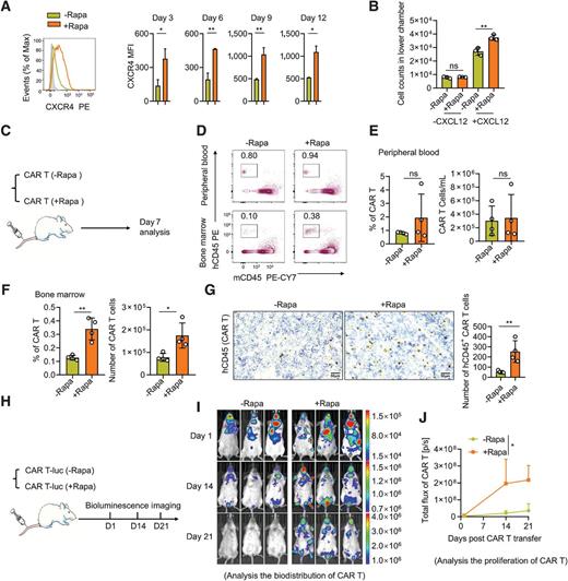 Figure 3. Rapamycin pretreatment promotes EpCAM CAR-T cells bone marrow migration by upregulating the expression of CXCR4. A, FACS analysis of CXCR4 expression of rapamycin-pretreated CAR-T cells or nonpretreated CAR-T cells at different culture time points. n = 3 human donors (data shown as mean ± SD; unpaired two-tailed Student t test). B, Transwell analysis of the counts of rapamycin-pretreated EpCAM CAR-T cells and nonpretreated EpCAM CAR-T cells that migrated to the lower chamber in response to CXCL12 (100 ng/mL). “-CXCL12,” without CXCL12 in the lower chamber; “+CXCL12,” with CXCL12 in the lower chamber (data shown as mean ± SD; unpaired two-tailed Student t test). Data shown are representative of three independent experiments. C, Experimental scheme: NCG mice were transferred 5 × 106 rapamycin-pretreated EpCAM CAR-T cells or nonpretreated EpCAM CAR-T cells into the tail vein, 7 days after transfer, the mice were euthanized and were analyzed by flow cytometry. n = 4 mice per group. The experiment was performed twice. D, FACS analysis of the proportion of hCD45+mCD45− EpCAM CAR-T cells in the peripheral blood and bone marrow (tibia). E and F, The proportion and quantity of rapamycin-pretreated EpCAM CAR-T cells or nonpretreated CAR-T cells in the peripheral blood (E) and bone marrow (F). n = 4 mice per group (data shown as mean ± SD; unpaired two-tailed Student t test). G, IHC staining of bone marrow (tibia) with an anti-human CD45 antibody to label hCD45+ CAR-T cells in the rapamycin-pretreated group and nonpretreated group (left). Error bars, 50 μm. The number of hCD45+ CAR-T cells in the bone marrow sections (right). n = 4 mice per group, data shown as mean ± SD, unpaired two-tailed Student t test. H, Experimental scheme: NCG mice were transferred with 5 × 106 rapamycin-pretreated and nonpretreated EpCAM CAR-T cells, both labeled with luciferase, into the tail vein, the biodistribution and proliferation of CAR-T cells in vivo was monitored by bioluminescence imaging at the indicated times. n = 3 mice per group. The experiment was performed twice. I, Image of the biodistribution of CAR-T cells by bioluminescence imaging. J, Proliferation of CAR-T cells was quantified as the average values of the total radiance (photons). n = 3 mice per group (data shown as mean ± SD; unpaired two-tailed Student t test; *, P < 0.05; **, P < 0.01; ***, P < 0.001; ****, P < 0.0001, ns, not significant).