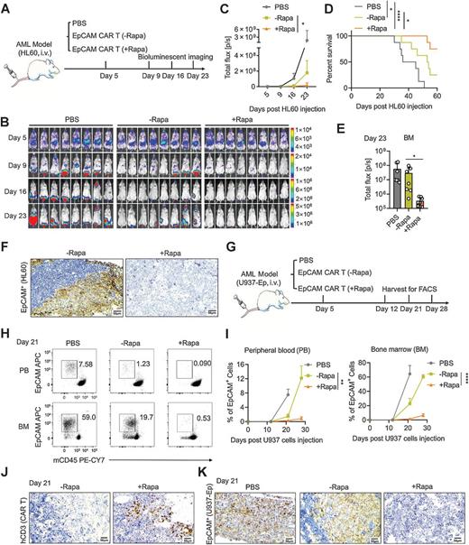 Figure 4. Rapamycin pretreatment enhances the bone marrow AML cells elimination capacity of EpCAM CAR-T cells. A, Experimental scheme: NCG mice were injected with 1 × 106 HL60 stably expressing luciferase into the tail vein, then transferred PBS, 1 × 106 rapamycin-pretreated EpCAM CAR-T cells or nonpretreated EpCAM CAR-T cells, and AML burdens were monitored by bioluminescence once each week for 3 weeks. n = 8 mice per group. The experiment was performed twice. B, Bioluminescence imaging of AML burdens. C, AML burdens in the whole body were quantified as the average values of the total radiance (photons; data shown as mean ± SD; unpaired, two-tailed Student t test). D, Kaplan–Meier survival analysis. n = 8 mice per group. Statistical significance was determined by the log-rank Mantel–Cox test. (median survival, PBS group: 40.5 days, rapamycin nonpretreated group: 53.5 days, rapamycin-pretreated group: undefined). E, AML burdens in the bone marrow area (femur and tibia, one side) on day 23 were quantified as the total radiance (photons; data shown as mean ± SD; unpaired, two-tailed Student t test). F, IHC staining of bone marrow (tibia) with an anti-human EpCAM antibody to label EpCAM+ tumor cells (HL60) in the rapamycin-pretreated group and nonpretreated group, Error bars, 50 μm. G, Experimental scheme: NCG mice were injected with 1 × 106 U937 stably expressing EpCAM into the tail vein, then transferred PBS, 1 × 106 rapamycin-pretreated EpCAM CAR-T cells or nonpretreated EpCAM CAR-T cells, and AML burdens in the peripheral blood and bone marrow (femur and tibia) were detected by flow cytometry once each week for 3 weeks. n = 9 mice per group. The experiment was performed twice. H, Representative flow cytometry plot of the proportion of EpCAM+ mCD45− AML cells in the peripheral blood and bone marrow on day 21. I, AML burden shown as the proportion of EpCAM+ mCD45− AML cells in the peripheral blood and bone marrow, all mice in the PBS group were dead within 28 days. (data shown as mean ± SD; unpaired, two-tailed Student t test). J, IHC staining of bone marrow (tibia) with an anti-human CD3 antibody to label CD3+ CAR-T cells in the rapamycin-pretreated and nonpretreated group. Error bars, 50 μm. K, IHC staining of bone marrow (tibia) with an anti-human EpCAM antibody to label EpCAM+ tumor cells (U937-Ep) on day 21 in the PBS group, the rapamycin-pretreated group, and nonpretreated group, Error bars, 50 μm (*, P < 0.05; **, P < 0.01; ***. P < 0.001; ****. P < 0.0001).