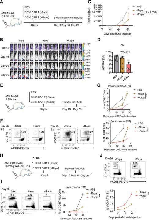 Figure 5. Rapamycin pretreatment of CD33 CAR-T cells enhances the extent of bone marrow AML cell elimination. A, Experimental scheme: NCG mice were injected 1 × 106 HL60 stably expressing luciferase into the tail vein, then transferred PBS, 1 × 106 rapamycin-pretreated CD33 CAR-T cells or nonpretreated CD33 CAR-T cells, and AML burdens were monitored by bioluminescence imaging once each week for 4 weeks. n = 6 mice per group. The experiment was performed twice. B, Bioluminescence imaging of AML burdens. C, AML burdens in the whole body was quantified as average values of the total radiance (photons). n = 6 mice per group. (data shown as mean ± SD; unpaired, two-tailed Student t test). D, AML burdens in the bone marrow area (femur and tibia, one side) on day 30 were quantified as the total radiance (photons). n = 6 mice per group. (data shown as mean ± SD; unpaired, two-tailed Student t test). E, Experimental scheme: NCG mice were injected with 1 × 106 U937 into the tail vein, then transferred PBS, 1 × 106 rapamycin-pretreated CD33 CAR-T cells or nonpretreated CD33 CAR-T cells. AML burdens in the peripheral blood and bone marrow (femur and tibia) were detected by flow cytometry. n = 6 mice per group. The experiment was performed twice. F, Representative flow cytometry plot of the proportion of CD33+ mCD45− AML cells in the peripheral blood and bone marrow on day 26. G, AML burdens shown as the proportion of CD33+ mCD45− AML cells in the peripheral blood and bone marrow, all mice in the PBS group were dead within 26 days (data shown as mean ± SD; unpaired, two-tailed Student t test). H, Experimental scheme: NCG mice were injected with 1 × 107 primary AML cells into the tail vein to establish the AML PDX model; mice were then treated with PBS, 1 × 106 rapamycin-pretreated CD33 CAR-T cells, or nonpretreated CD33 CAR-T cells. AML burdens and CAR-T cell infiltration into bone marrow (femur and tibia) were detected by flow cytometry. n = 9 mice per group. The experiment was performed twice. I, FACS analysis of the proportion of CD33+ mCD45− AML cells in the bone marrow (data shown as the mean ± SD; unpaired, two-tailed Student t test). J, FACS analysis of the proportion of CD3+ mCD45− CAR-T cells in the bone marrow (data shown as the mean ± SD; unpaired, two-tailed Student t test; *, P < 0.05; **, P < 0.01; ***, P < 0.001; ****, P < 0.0001, ns, not significant).