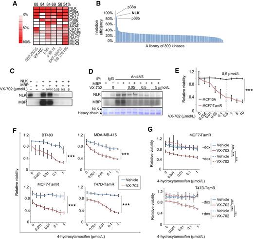 Figure 2. Identification of a novel dual p38 and NLK inhibitor, VX-702, and its therapeutic effect to tamoxifen treatment in vitro. A, Heatmap of “hot-spot” drug kinase assay identifying VX-702 as a potent dual p38 MAPK and NLK inhibitor with exclusive activity against p38 MAPKs and NLK. The percentage of kinase activity inhibition is shown in the red color scale. B, Bar chart showing the inhibition efficacy of VX-702 over a panel of 300 kinases based on the same dataset as in A. C, In vitro kinase assay using recombinant NLK protein and MBP as the substrates in the presence or absence of VX-702 treatment. D, In vitro kinase assay for V5-NLK immunoprecipitated from VX-702–treated MCF7 cells using MBP as the substrate. To maintain the inhibition of NLK, the immunoprecipitation product was incubated in different doses of VX-702 throughout the in vitro kinase assay process. E, The survival fraction of MCF7-TamR breast cancer cells and MCF10A noncancerous breast epithelial cells following treatment with different doses of VX-702 for 7 days; 0.5 μmol/L was determined as the effective concentration in vitro. F, The therapeutic effect of VX-702 on 4-hydroxytamoxifen treatment in primary and acquired TamR breast cancer cell lines. The assays were carried out for 7 days under ED condition. G, Induction of ectopic NLK expression rescues the therapeutic effect of VX-702 to tamoxifen treatment in the MCF7-TamR and T47D-TamR cells. ***, P < 0.001 (based on two-way ANOVA). The error bars represent the SDs. Dox, doxycycline.