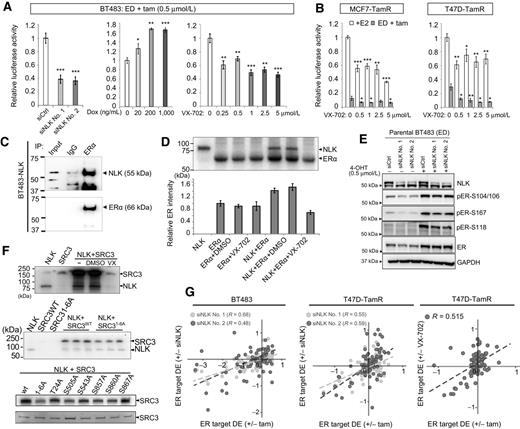 Figure 3. NLK phosphorylates ERα and its key coactivator, SRC-3, and modulates ER transcriptional activity in endocrine-resistant breast cancer cells. A, ERE luciferase reporter assay showing the effect of NLK inhibition/overexpression or VX-702 treatment on ER transcriptional activity in BT483 cells under ED and 0.5 μmol/L tamoxifen (Tam) treatment. B, VX-702 significantly inhibits the ER transcriptional activity in MCF7-TamR and T47D-TamR cells in the presence of E2, or ED plus different doses of 4-hydroxytamoxifen treatment. A and B, *, P < 0.05; **, P < 0.01; ***, P < 0.001. P value was calculated by t test. C, Coimmunoprecipitation of ERα using anti-ERα antibody and Western blotting using anti-NLK antibody or anti-ERα antibody in BT483-overexpressing endogenous NLK. D, In vitro kinase assay of recombinant active NLK using ERα as substrate with or without VX-702 treatment. Bar chart presents the quantified band intensity. The error bars in A–C represent the SDs. E, Western blot analysis of ER signaling in BT483 cells following NLK silencing and endocrine treatment. BT483 cells were seeded in phenol red-free medium with 5% charcoal dextran–stripped FBS containing 0.5 μmol/L tamoxifen or vehicle (ethanol) for 48 hours, and then reverse transfected with siCtrl, siNLK No. 1, and siNLK No. 2 (10 nmol/L) for 72 hours. F, NLK phosphorylates SRC-3. In vitro kinase assay using recombinant NLK and SRC-3 proteins after the indicated treatment (top). In vitro kinase assay using recombinant NLK and 1-6A–mutant SRC-3 protein (middle). In vitro kinase assay using recombinant NLK and SRC-3 protein with mutation at indicated site (1-6A mutation sites: T24A, S505A, S543A, S857A, S860A, or S867A; bottom). G, ER target gene expression changes following NLK inhibition significantly correlate with their changes following tamoxifen treatment in BT483 and T47D-TamR cells. Log2 ratio of ER target gene differential expression (DE) following tamoxifen treatment correlated with siNLK No. 1/2 treatment in BT483 cells (left). Here, we used the ER target genes (n = 76) compiled from TRUST database (66) in the analysis. Log2 ratio of ER target gene DE following tamoxifen treatment compared with siNLK No. 1/2 treatment in T47D-TamR cells (middle). Here, T47D-specific ER target genes (n = 83) provided by Lin and colleagues were used in the analysis (67). Log2 ratios of ER target gene DE between tamoxifen and VX-702 treatment in T47D-TamR cells (right). The T47D-specific ER target genes (n = 83) were used in the analysis. The Pearson correlation coefficients are shown in the figure with all P values less than 0.001. 4-OHT, 4-hydroxytamoxifen; IP, immunoprecipitation.