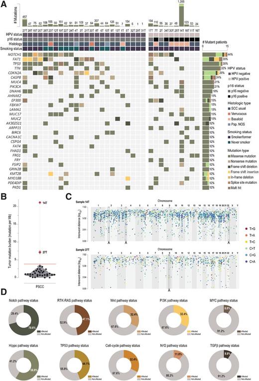 Figure 1. Mutation characteristics of PSCC. A, Oncoplot displays the mutation status and mutation type for the top 30 mutated genes among patients with PSCC and their corresponding HPV, p16, smoking status, and histologic subtype. Horizontal bar plot shows the total number of mutations per tumor (top). Bar plot displays the frequency/number of mutant patients per gene (vertical, right). Bar plot shows the overall nucleotide change type frequency in each tumor (bottom). TMB and mutation density. B, Violin plot shows the distribution of number of mutations per sequenced Mb among PSCC samples (mean = 1.96, black line; 1st and 3rd quartiles, dotted lines; minimum, 0.01; and maximum, 21.2). Hypermutator phenotype was tested by Tukey outlier test revealing two hypermutator samples (samples 14T and 27T, red dots). C, Hypermutated regions or kataegis loci (defined as six consecutive mutations with an average distance of 1,000 bp) are represented in the rainfall plots (x-axis, chromosome location and y-axis, distance between single-nucleotide variations) as highlighted in dashed areas and arrows at chromosomes 2, 3, and 22 for sample 14T and at chromosome 9 for sample 27T. Dots represent all nucleotide changes for each sample and are colored according to the type of nucleotide change. D, Ring plots represent the frequency of samples (n = 34) with mutation in any gene in the described pathways. The curated gene lists for each pathway were determined by Sanchez-Vega and colleagues (30), and are depicted in detail in the Supplementary Fig. S1. Pap. NOS, papillary carcinoma NOS; SCC usual, SCC usual type.