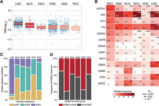 Figure 3. Genomic comparison between PSCCs and TCGA squamous carcinomas. PSCC samples (n = 34) were compared with HNSC (n = 501), bladder (BLCA) (n = 47), esophageal (ESCA) (n = 95), cervical (CESC) (n = 241), and LUSC (n = 471) squamous cell carcinomas. A, Median TMB of PSCC [1.28 mutations (mut)/Mb, based on a 50-Mb sequencing coverage] was significantly lower than median TMB in LUSC (4.42 mut/Mb; P < 0.0001) and bladder carcinoma (2.8 mut/Mb; P = 0.001), but not significantly different from median TMB in esophageal carcinoma (1.84 mut/Mb; P > 0.999), HNSC (2.04 mut/Mb; P = 0.121), and cervical carcinoma (1.74 mut/Mb; P = 0.491) samples. B, Mutation frequency of 13 genes significantly different between PSCC and other squamous tumors. The heatmap depicts their mutation frequency according to each cohort. Significant differences (based on Padj cutoff of 0.05) between PSCC and other squamous cohorts are represented with asterisks. C, Whole-exome data from PSCC, bladder carcinoma, cervical carcinoma, esophageal carcinoma, HNSC, and LUSC were combined and analyzed as a unique cohort. Mutational patterns were inferred by cophenetic correlation, revealing three different mutational patterns among these tumors, named Sq-MP1, Sq-MP2, and Sq-MP3. Mutation pattern distribution in PSCC (Sq-MP1 = 23.5%, Sq-MP2 = 67.6%, and Sq-MP3 = 8.8%) was significantly different from bladder carcinoma (Sq-MP1 = 53.2%, Sq-MP2 = 31.9%, and Sq-MP3 = 14.9%; P = 0.006), cervical carcinoma (Sq-MP1 = 61%, Sq-MP2 = 38.2%, and Sq-MP3 = 0.8%; P < 0.0001), and LUSC (Sq-MP1 = 8.7%, Sq-MP2 = 5.1%, and Sq-MP3 = 86.2%; P < 0.0001), but similar to esophageal carcinoma (Sq-MP1 = 14.7%, Sq-MP2 = 45%, and Sq-MP3 = 13.9%; P = 0.387) and HNSC (Sq-MP1 = 21.3%, Sq-MP2 = 52.5%, and Sq-MP3 = 19.8%; P = 0.208) samples. D, APOBEC enrichment classification of PSCC samples (APOBEC enriched = 38.2% and non-APOBEC = 61.8%) was significantly different of cervical carcinoma (APOBEC enriched = 75.1% and non-APOBEC = 24.9%; P < 0.0001) and bladder carcinoma (APOBEC enriched = 78.7% and non-APOBEC = 21.3%; P = 0.0004), but similar to LUSC (APOBEC enriched = 30.3% and non-APOBEC = 69.7%; P = 0.340), esophageal carcinoma (APOBEC enriched = 37.9% and non-APOBEC = 62.1%; P = 1.00), and HNSC (APOBEC enriched = 44.9% and non-APOBEC = 55.1%; P = 0.480).