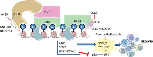 Figure 2. Therapeutic vulnerabilities of NUT carcinoma to small molecule inhibitors. Shown are small molecule inhibitors of p300/CBP HAT (A485), p300/CBP bromodomains (GNE-781), BET bromodomains (BETi), p300/CBP and BET bromodomains (NEO2734), CDK4/6 (abemaciclib and palbociclib), and the CDK9 component of P-TEFb (CDK9i). Material from ref. 8. Ac, acetyl-lysine.