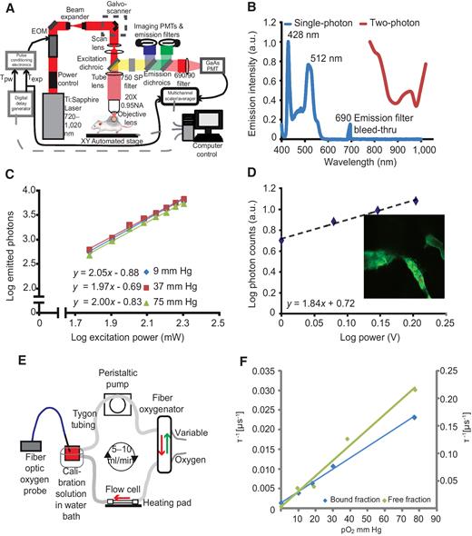 Figure 1. Multiphoton phosphorescence quenching microscopy (MP-PQM). A, Schematic of the experimental setup. EOM, electro-optic multiplier; PMTs, photomultiplier tubes; GaAs, Gallium arsenide; Tpw, temporal duration of the excitation pulse width; Texp, duration of the experimental triggering time. Arrows indicate the direction of communication. Dashed gray lines indicate two-way communication. B, Single- and two-photon action cross-sections for Pd-porphyrin soluble oxygen sensor. The single-photon excitation spectrum (blue line) does not show absorption or emission in the wavelength range of two-photon (red line). The lone peak at 690 nm is due to excitation light at the same wavelength as the emission bandpass filter in the spectrophotometer. C, Two-photon excitation at 1,020 nm of Pd-porphyrin phosphorescent oxygen sensor relating the emitted photons to the excitation power on a log–log scale. The experiment was repeated at oxygen tensions of 9 mmHg, 37 mmHg, and 75 mmHg (blue, red, and green lines, respectively). D, In vivo two-photon excitation of Pd-porphyrin oxygen sensor. A series of time-domain lifetime measurements performed in tumor vasculature (red asterisk, inset) shows the nonlinear excitation of the Pd-porphyrin sensor. E, Diagram of the recirculating, sealed calibration system using a fiber oxygenator indicating the direction of fluid and gas flow. An independent pO2 measurement is made with a calibrated optical fiber ruthenium-based probe. F, Two-photon calibration of the albumin-bound (blue line) and single-component (green line) fits of the Pd-porphyrin oxygen sensor. The left vertical axis applies to the bound fraction. The right vertical axis applies to the free fraction. The vertical axes are the phosphorescence lifetime in units of per μs and the horizontal axis is oxygen tension in units of mmHg. The Stern–Volmer constant is 3,115 per mmHg/s for the free fraction and 285 per mmHg/s for the bound fraction.
