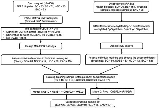 Figure 1. Development of DNA-methylation biomarkers for HGD/EAC early detection (workflow). BE, Barrett's esophagus.