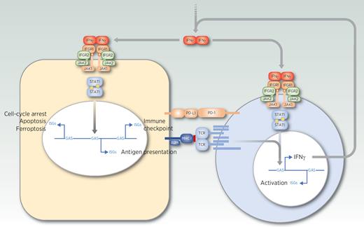 IFNγ Signaling in Natural and Therapy-Induced Antitumor Responses ...