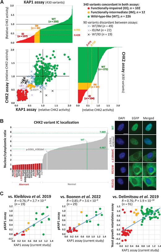 Figure 3. Kinase KAP1 and CHK2 assays (A). The bar graphs show results of kinase assays for 430 CHEK2 missense variants. In both assays, variants with normalized relative CHK2 activity (mean WT-activity = 1) exceeding that of the weakest signal of WT replicas (not shown) were categorized functionally WT-like, variants with normalized signal intensity lower than the strongest signal for any of kinase-dead/empty EGFP vector controls (in-frame exon 7 deletion–p.D265_H282del; not shown) were categorized as functionally impaired. Variants with normalized CHK2 activities between these ranges were categorized functionally intermediate (0.428–0.705 and 0.479–0.710 for KAP1 and CHK2 assay, respectively; indicated by red and yellow dashed lines). Scatterplot combines results from both assays showing 340 concordant (circles) and 90 discordant (crosses) variants. The nuclear-to-cytoplasmic ratio (B) bar graph (left) displays all missense variants and a set of protein-truncating CHEK2 variants (dark red bars at left, zoomed part of the graph). The missense variants, p.R521W and p.R521Q, with an aberrant localization are highlighted as bright-red bars; the arrows denote WT (green bar) and catalytically-dead in-frame p.D265_H282del variant (white bar). The highest and lowest mean nuclear/cytoplasmic ratio values from all WT replicates are indicated by green dashed lines. Of all missense variants analyzed by ScanR microscopy, only codon 521 alterations revealed aberrant intracellular localization with intense cytoplasmic positivity (right), reminiscent of mislocalization of the c.1100delC (p.T367fsX; size bar, 10 μm) variant. In comparison, the in-frame deletion p.D265_H282del revealed normal intranuclear accumulation, similar to WT. C, Scatter plots depicting correlations between assays performed in this study and previous analyses of CHEK2 VUS. Studies of Kleiblova et al. (17) and Boonen et al. (18) used phosphorylation of KAP1 as a functional readout whereas the study of Delimitsou et al. (25) used a yeast growth retardation assay. The dots are colored according to the results of the KAP1 assay in this study (red, impaired; yellow, intermediate; green, wild-type–like). Blue line represents linear regression, R, correlation coefficient; P, P value. The scatter plot does not show the p.Arg512Trp variant classified by Boonen et al. as intermediate with impaired nuclear localization in our localization assay.
