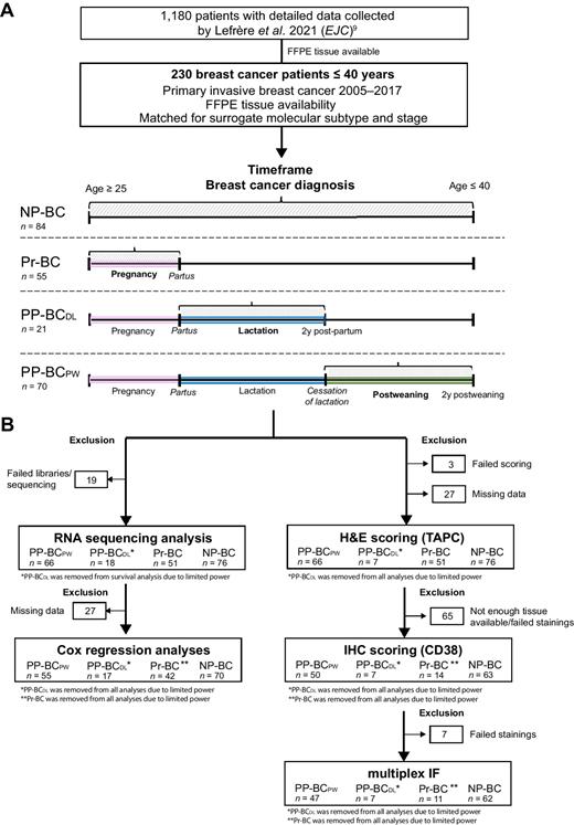 Figure 1. Flow chart depicting the number of patients with breast cancer included in this study. A, This study was performed on a subset of patients included in a previous study (6) and for whom FFPE tumor tissue was available. Exclusion criteria were a diagnosis >2 years postweaning, postmenopausal status, invasive cancer history, pregnancy lasting <24 weeks, and insufficient data on two or more parameters or a lack of follow-up data (< 2 years). Women who became pregnant again within 2 years after delivery were excluded. Patients that received neoadjuvant chemotherapy were also excluded for FFPE biopsy selection. A total of 230 archival FFPE tumor tissue specimens of young women with primary invasive breast cancer were collected from the University Hospitals Leuven (Belgium), the Sunnybrook Health Sciences Centre (Canada), the Dutch Cancer Institute - Antoni van Leeuwenhoek Hospital (the Netherlands), the European Institute of Oncology (Italy), and the German Breast Group (Germany). Patients were grouped based on pregnancy and lactation status. NP-BC were nulliparous patients with no history of pregnancy; Pr-BC were women diagnosed during pregnancy; PP-BCDL were patients diagnosed during lactation; PP-BCPW were women diagnosed postweaning. B, This chart shows the exact number of patients included per type of analysis. Power calculations indicated that at least 15 patients/group were necessary for comparison analyses (ANOVA, χ2, Kruskal–Wallis, Wilcoxon) and at least 40 patients/group for Cox regression analyses to have a minimum power of 70%. On the basis of this, PP-BCDL (*) and Pr-BC (**) patient groups were thus excluded from statistical testing as indicated, although they were always plotted for visualization and interpretation purposes.