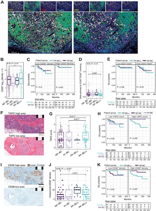 Figure 3. Validation of B-cell presence in FFPE tumor tissue of patients with PPBCPW, Pr-BC, and NP-BC and correlation with prognosis by means of multiplex IF (mIF) CD20+ labeling, TAPC scoring, and singleplex IHC CD38 labeling. A, Representative image of the two designed mIF panels showing staining for CD3, CD20, CD27, FoxP3, CD8, and CD138 markers. B, Cell density was estimated for all patient groups and visualized as a log10 transformation with a pseudocount of 1. Significance was calculated using Wilcoxon rank-sum test (pairwise) or a Kruskal–Wallis test (between all groups). CD20+CD3−CD8− cells—further described as CD20+ cells—(representing nonplasma B cells). No significant difference in CD20+ densities (number of cells/total tissue area) were observed between patients with PP-BCPW (n = 44) and NP-BC (n = 58; Wilcoxon, P = 0.10). mIF patient groups below the minimum power threshold of n = 15 (Pr-BC, n = 11 and PP-BCDL, n = 7) are visualized but not subjected to statistical tests (see decision tree visualized in Supplementary Fig. S1). C, Kaplan–Meier OS curve for all patient groups with adequate sample size and follow-up >20 months. Pr-BC and PP-BCDL were excluded from mIF survival curves due to low sample numbers delivering insufficient power (see decision tree visualized in Supplementary Fig. S1). Neither high nor low CD20+ mIF density was not significantly associated with OS between PP-BCPW and NP-BC, as determined via a log-rank test. D, CD20+/CD20+ clustering (normalized cellular colocalization within a fixed radius of 0.30 mm) indicate a significantly decreased clustering in patients with PP-BCPW compared with NP-BC (Wilcoxon, P = 0.03), whereas (E) no difference in survival can be observed based on CD20+/CD20+ clustering. F, Representative image of a patient with PP-BCPW with high and low TAPC counts in the tumor area as evaluated in an H&E-stained FFPE slide. G, Patients with PP-BCPW (n = 66) present with significantly higher TAPC counts compared with patients with Pr-BC (n = 51) and NP-BC (n = 76; Wilcoxon, P = 0.011). H, Although no significant difference in survival rates was seen between patient groups with low TAPC scores (score “0”–“1”), patients with PP-BCPW with high TAPC scores (score “2”–“3”) were associated with a significantly increased risk for death (log-rank P = 0.03) compared with patients with Pr-BC and NP-BC. Only PP-BCDL (n = 17) was excluded. I, Representative image of CD38+ IHC staining showing high and low densities of CD38+ plasma cells of a patient with PP-BCPW. J, Significantly increased intratumoral CD38+ plasma cell density in the tumor area of patients with PP-BCPW (n = 50) versus patients with NP-BC (n = 63; Wilcoxon, P < 0.01). K, Although no significant difference in survival rates was seen between patient groups with low intratumoral CD38+ densities, patients with PP-BCPW with high intratumoral CD38+ densities had a significantly increased risk for death (log-rank P = 0.02) compared with patients with NP-BC. Significant P values are indicated with an asterix (*).
