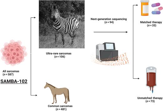 Fig. 1. Outline of SAMBA-102 study and patient allocation from the phase 1 clinic at MD Anderson Cancer Center. Zebra photograph by Dr. Justin Moyers, Lake Mburu National Park in Uganda (Created with biorender.com).