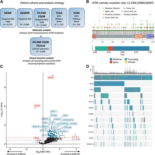 ATM Mutations Associate with Distinct Co-Mutational Patterns and ...