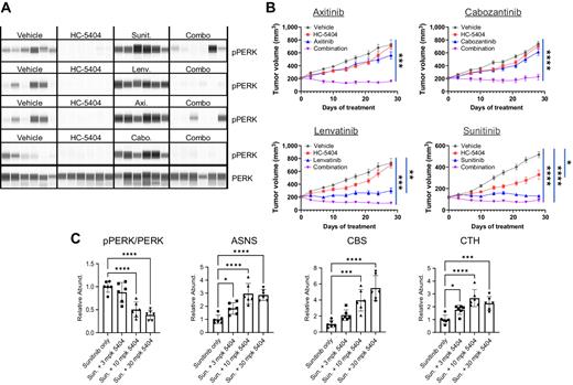Figure 3. HC-5404 combines with VEGFR-TKI to inhibit tumor growth in 786-O xenograft models of RCC. A, Protein analysis of pPERK and PERK in 786-O xenografts treated with VEGFR-TKI. Samples taken from studies in B after 7 days of treatment. B, 786-O tumor xenografts treated with HC-5404 (30 mg/kg; orally, twice-a-day), sunitinib (40 mg/kg; orally, once-a-day), lenvatinib (10 mg/kg; orally, once-a-day), axitinib (30 mg/kg; orally, twice-a-day), or cabozantinib (30 mg/kg; orally, once-a-day) and combinations as indicated for 28 days. Data presented in the axitinib, cabozantinib, and lenvatinib panels were generated together in a large, multiarmed in vivo study. As such, data from vehicle groups and HC-5404 arms are replicated in both the axitinib and lenvatinib panels, as these VEGFR-TKI used the same vehicle control. Sunitinib was run in a separate study. Note that variability from study-to-study is reflected in tumor growth curves without affecting the conclusions. Final tumor volume analyzed by Welch ANOVA or one-way ANOVA following homogeneity of variance tests. Data represent mean ± S.E.M., n = 10 mice per group (*, P < 0.05; **, P < 0.01; ***, P < 0.005; ****, P < 0.001). C, Protein analysis of pPERK, PERK, ASNS, CBS, and CTH in xenograft samples treated with sunitinib and HC-5404 at indicated doses. Statistical analysis by ANOVA one-way following homogeneity of variance tests (*, P < 0.05; **, P < 0.01; ***, P < 0.005; ****, P < 0.001).