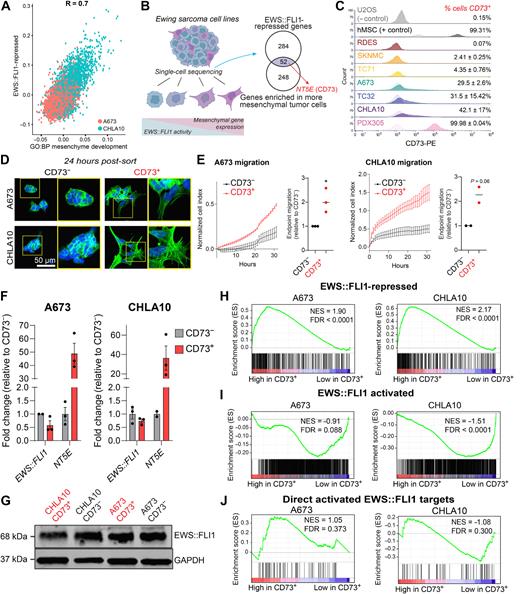 Figure 1. CD73 marks mesenchymal tumor cells that express EWS::FLI1-repressed genes. A, Scatter plot depicting expression of an EWS::FLI1 repressed gene set (31) and mesenchyme development genes (GO:0060485) in A673 and CHLA10 single-cell sequencing data (19). B, Left, EwS cells exist along a spectrum of mesenchymal identity. Genes associated with mesenchymal identity are repressed by EWS::FLI1. Right, Venn diagram depicting genes enriched in mesenchymal state EwS cells that are in both GO:BP Mesenchyme Development and EWS::FLI1-repressed (31) gene sets. C, Flow cytometry of CD73 cell surface expression in EwS and non-EwS (U2OS, hMSC) cell lines (CD73, dark; isotype control, light). D, DAPI and F-actin staining of FACS-sorted CD73− and CD73+ EwS cells in 2D culture, 24 hours after sorting (representative images of n = 3). E, Left, real-time transwell cell migration assay of isogenic CD73− and CD73+ cells (representative biological replicate shown, see Supplementary Fig. S1 for additional replicates, error bars = SEM). Right, relative quantification of migration at endpoint for each replicate (A673 n = 3, CHLA10 n = 2). F, RT-qPCR of EWS::FLI1 and NT5E expression in CD73-sorted cell populations (n = 2–3, error bars = SEM). G, Immunoblot of EWS::FLI1 protein expression in CD73-sorted cells. GAPDH is loading control. Representative of n = 2. H–J, GSEA of RNA-seq data generated from CD73-sorted cell populations (n = 3): H, genes repressed by EWS::FLI1 expression (31), I, genes activated by EWS:FLI1 expression (31), and J, 78 genes directly bound and upregulated by EWS::FLI1 (30). (B, Created with BioRender.com.)