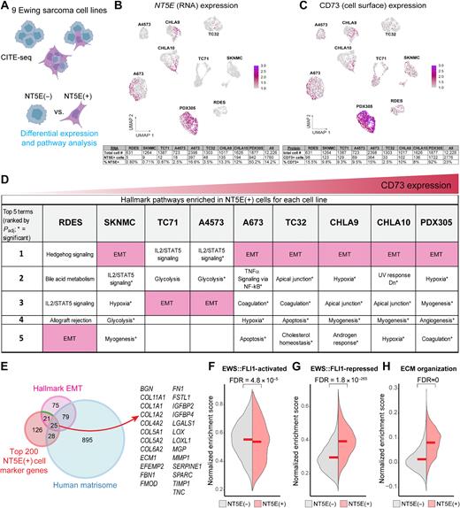 Figure 2. CD73+ EwS tumor cells selectively upregulate expression of a pro-tumorigenic matrisomal gene program. A, Workflow of CD73 CITE-seq and downstream differential expression analyses. B and C, UMAPs of CITE-seq data for NT5E (RNA) or CD73 (cell surface) expression in 9 EwS cell lines. Below, number of NT5E/CD73+ cells by cell line. D, Hallmark gene sets enriched in NT5E+ cells from each cell line. E, Venn diagram overlap of Hallmark EMT genes, human matrisome genes (35), and the 200 top markers (by log fold change) of NT5E+ cells as determined by single-cell CITE-seq. Right, the 25 genes present in all 3 gene sets. F–H, Split violin plots depicting a normalized enrichment score for expression of (F) EWS::FLI1 activated (31) (G) EWS::FLI1 repressed (31), and (H) GO:BP ECM Organization (GO:0030198) gene sets in NT5E+ and NT5E– cells (CITE-seq data inclusive of 9 EwS cell lines). (A, Created with BioRender.com.)