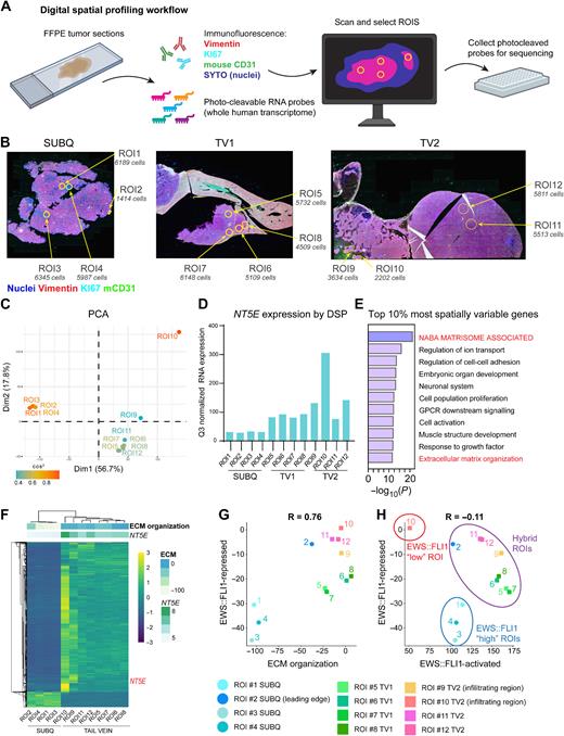 Figure 4. Digital spatial profiling reveals transcript and protein-level spatial heterogeneity in EwS tumors. A, Workflow of the Digital Spatial Profiling (DSP) method used. Briefly, immunofluorescence of vimentin (mesenchymal cytoskeletal marker), KI67 (proliferative nuclei), SYTO (all nuclei), and anti-mouse CD31 (murine blood vessels) were used to select ROIs on xenograft sections hybridized with a whole human transcriptome probe library. ROIs were captured and gene expression was quantified by NGS after UV cleavage of probes from selected ROIs. B, Vimentin, KI67, mCD31, SYTO (nuclei) immunofluorescence, and selected ROIs indicated for each of 3 tumors subjected to DSP: CHLA10 (SUBQ) and tail vein–derived liver (TV1) and retroperitoneal (TV2) tumors as in Fig. 3. Approximate DAPI+ cell count is listed for each ROI. C, PCA plot of normalized whole human transcriptome gene expression for each ROI. Colored by cos2 value (indicates quality of representation by the principal components). D, Bar graph depicting Q3 normalized mRNA expression of NT5E within each ROI as determined by DSP and NGS. E, Gene ontology (Metascape) of the top 10% most spatially variable genes across 12 ROIs (highest coefficient of variation between ROIs, n = 1,339 genes). F, Unsupervised heat map of the top 10% most spatially variable genes across all ROIs. Top panels show expression of NT5E (log2) and the GO:BP ECM Organization gene set. G, Scatter plot of expression of EWS::FLI1-repressed gene signature (31) vs. ECM Organization gene set expression. Individual ROIs are labeled. H, Scatter plot of RNA expression of EWS::FLI1 repressed signature vs. EWS::FLI1 activated signature in each ROI (31). EWS::FLI1-high, EWS::FLI1-low, and EWS::FLI1-hybrid ROIs are indicated. (A, Created with BioRender.com.)