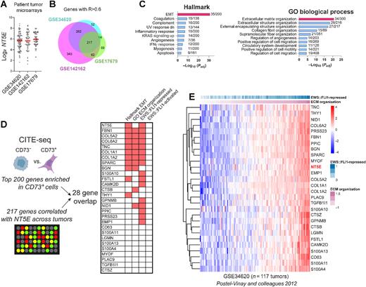 Figure 5. Heterogeneity of NT5E and related mesenchymal transcriptomic signatures in EwS patient tumor biopsies. A, Log2 NT5E expression derived from three independent gene expression microarray studies of patient tumors (18, 41, 42). B, Venn diagram of genes positively correlated with NT5E (R > 0.6) in each dataset and the intersection of these genes. C, Hallmark and GO:BP gene ontology (Enrichr) of the 217 NT5E-correlated genes (and NT5E itself) shared across three studies. D, Workflow and characterization of the overlap between genes marking NT5E+ cells (from Fig. 2) and genes highly correlated with NT5E in patient tumor biopsies. Right, membership of overlapping 28 genes in Hallmark EMT, GO:BP ECM Organization, EWS::FLI1 repressed (31, 43, 44), and EWS::FLI1 activated gene sets (30, 31, 43, 44). E, Heat map of NT5E and 27 associated marker gene expression versus EWS::FLI1 repressed genes (31), ranked by ECM organization expression in EwS patient tumor microarray GSE34620 (41). (D, Created with BioRender.com.)