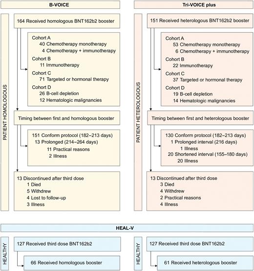 Figure 1. Trial profile. Patients were assigned to a therapy cohort based on the type of anti-neoplastic treatment administered at the time of first vaccination dose. All patients received anti-neoplastic treatment when the first vaccination dose was administered. Patients with cancer with a solid tumor were divided in to three treatment cohorts: receiving chemotherapy (cohort A), immunotherapy (cohort B), and targeted therapy or hormonal therapy (cohort C). Patients with hematologic malignancies were assigned to cohort D. In cohort D, a differentiation was made between patients receiving B-cell-depleting therapy and patients receiving other hematologic cancer treatments.