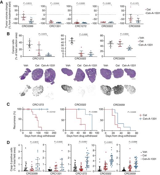 Figure 4. Combined inhibition of EGFR and BCL-XL unleashes apoptosis and reduces residual disease in mCRC PDXs. A, Tumor volume changes in PDXs from mice treated with the indicated modalities for 5 weeks. Cetuximab, 20 mg/kg (intraperitoneal injection twice a week); A-1331852, 25 mg/kg (oral gavage 5 days a week). Dots represent volume changes of PDXs from individual mice, and plots show the means ± SD for each treatment arm. n = 9 to 12 animals per each treatment arm. Statistical analysis by two-tailed unpaired t test with Welch correction. B, Microscopic assessment of residual cancer cell burden in PDXs treated with the indicated modalities. Top panels indicate morphometric quantifications (n = 7 to 9 depending on the extent of section area); bottom panels show hematoxilin and eosin staining and visualization of cancer cells by digital segmentation. Statistical analysis by two-tailed unpaired t test with Welch correction. Scale bar, 500 μm. C, Kaplan–Meier survival curves in PDXs following cessation of the indicated treatments. n = 6 to 9 animals per each treatment arm. Statistical analysis by log-rank (Mantel–Cox) test. D, Morphometric quantification of apoptosis (cleaved caspase 3) in PDXs treated for 24 hours with the indicated modalities. After treatment, three tumors from 3 different mice were explanted and subjected to IHC analysis. Each dot represents the value measured in one optical field (20X), with 5 to 10 optical fields per tumor depending on the extent of section area (n = 15–30). The plots show means ± SD. Statistical analysis by two-tailed unpaired t test with Welch correction. Veh, Vehicle; Cet, cetuximab; A-1331, A-133852.