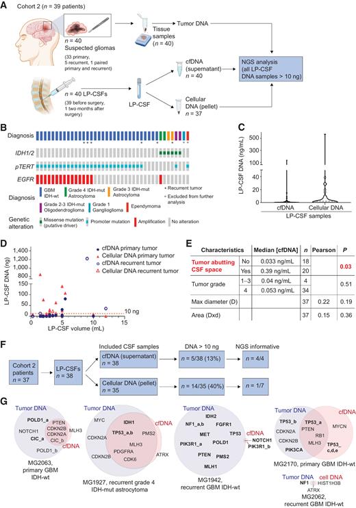 Figure 3. Cohort 2: LP-CSF NGS analysis A, Experimental design. Cohort 2 patients yielded fresh or archive tumor tissues (n = 40) and CSF sampled by LP (LP-CSF, n = 40). From LP-CSF, DNA was recovered from either the supernatant (cfDNA) or the pellet (cellular DNA). Wherever possible, tumor tissue DNA and LP-CSF DNA were compared by NGS analysis. B, Oncoprint of Cohort 2 patients based on detection of IDH1/2 mutation by IHC, pTERT sequencing, and EGFR amplification analysis by FISH. C, Analysis of DNA concentration in LP-CSF samples (cfDNA from supernatants or cellular DNA from pellets) in Cohort 2. Gray line, Median DNA concentration (cfDNA = 0.05 ng/mL; cellular DNA = 2.14 ng/mL). D, Analysis of DNA amount (cfDNA from supernatants and cellular DNA from pellets) versus LP-CSF volume in samples from Cohort 2 (n = 38). Primary or recurrent tumors are indicated. Red line indicates the threshold of minimal DNA content (10 ng) required for NGS analysis (Spearman correlation between cfDNA amount and LP-CSF volume, r = 0.38, P = 0.021; between cellular DNA and LP-CSF volume, r = 0.10, P = 0.56). E, Correlation between tumor features (proximity to CSF space, tumor grade and size) on the one hand, and LP-CSF cfDNA concentration on the other. Median DNA concentrations were compared between groups defined by proximity to CSF space or tumor grades (non parametric Wilcoxon–Mann–Whitney test). Maximal tumor diameter and areas (as reported in Supplementary Table S9) were correlated with DNA concentration in LP-CSF samples (Pearson correlation). N, Number of tumors. Red, statistically significant correlation. F, Flow-chart, shortlisting of LP-CSF samples from collection to NGS eligibility and overall results. G, Venn diagrams summarizing NGS results, showing the degree of correspondence between paired LP-CSF (cfDNA or cellular DNA) and tumor tissue DNA. Pairing between tumor and LP-CSF was verified by SNP ID (Supplementary Data S3). Bold, single-nucleotide variations. Regular, copy-number variations.