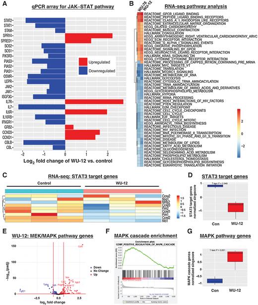 Figure 2. TYK2 inhibition leads to compensatory stimulation of the MAPK pathway in MPNST cells. A, JH-2–002 cells were treated with 40 μmol/L WU-12 or control for 48 hours, and gene expression was analyzed by qPCR array for JAK/STAT pathway related genes. Log2 fold-change of significantly changed genes are graphed. B, JW23.3 cells were treated with control or 40 μmol/L WU-12 or WU-76 for 48 hours. Global gene expression was determined by RNA-seq pathway analysis. Changes in gene expression for WU-12 versus control were examined by RNA-seq for genes downstream of STAT3 in a (C) heatmap and (D) boxplot, as well as MEK/MAPK pathway genes in a (E) volcano plot, (F) enrichment plot, and (G) boxplot. P < 0.05 vs. vehicle control.