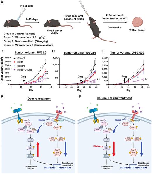 Figure 6. The combination of drugs inhibiting TYK2 and MEK block MPNST tumor growth in mice. A, Schematic diagram of treatment paradigm. Mice with JW23.3 MPNST xenograft tumors (n = 6 per group, B), WU-386 MPNST PDX tumors (n = 3 per group, C), or JH-2–002 MPNST xenograft tumors (n = 5 per group) were treated daily with 1.5 mg/kg mirdametinib (Mirda), 30 mg/kg deucravacitinib (Deucra, BMS-986165), the combination of drugs, or vehicle control for 3 weeks or until tumors reached the maximum allowed volume. *, P < 0.05 vs. vehicle control. a, P < 0.05 for drug combination vs. drugs alone. E and F, Diagram of TYK2/STAT3 and MEK/ERK pathways after treatment with Deucra and/or Mirda in MPNST cells. Illustrations were created with BioRender.com.