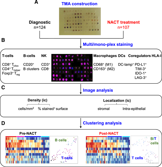 Schematic approach. A, Upon TMA construction, spatial multiplexed immune profiling was performed on tumor specimens pre- and post-NACT. B, Visiopharm software was used to identify several lymphocyte subsets: Tcitox CD8+, CD4+ Thelper, Treg Foxp3+, CD20+ B cells; B clusters; CD68+ (M1) and CD163+ (M2) macrophages; DC-lamp+ cells; immune coregulators (PDL1+ TIM3+ IDO1+ and LAG3+ and HLA I+ tumors). C, Quantification of the ICs by cells/mm2 or percentage of positive-stained surface and their localization were measured to define iTME in pre- and post-NACT cohorts. D, Patient clustering analyses were performed to classify tumor patients based on their IC signatures in pre- and post-NACT cohorts.