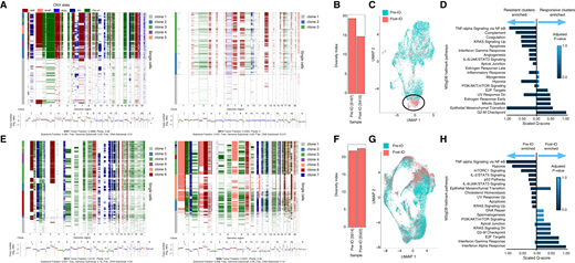 A, For patient X, for sample S167, taken prior to treatment (left), ichorCNA analysis across ulp-WGS displaying CNA (bottom). The x-axis indicates chromosome number, and the y-axis indicates copy number. Inference of CNAs using snRNA-seq provided by Numbat is plotted across single cells, with the x-axis indicating chromosome number (top). The ichorCNA analysis and the inferred CNA are visualized for sample S410, taken following treatment (right). B, Bar graph displaying the change in tumor-diversity index in sample S167 (prior to treatment) and sample S410 (following treatment). C, UMAP of all integrated malignant cells from samples S167 and S410, affiliated with patient X, colored by sample origin. Circled is a cluster of treatment-resistant malignant cells primarily found in the posttreatment sample. D, Side-by-side comparison of GSEA of the representative gene markers for the annotated treatment-responsive malignant clusters and the treatment-resistant malignant clusters found in patient X. Combined scores are rescaled to be between 0 and 1. Top of 20 gene sets are visualized. E, For patient Y, for sample S914, taken prior to treatment (left), ichorCNA analysis across ulp-WGS displaying CNA (bottom). The x-axis indicates chromosome number, and the y-axis indicates copy number. Inference of CNAs using snRNA-seq provided by Numbat is plotted across single cells, with the x-axis indicating chromosome number (top). The ichorCNA analysis and the inferred CNA are visualized for sample S322, taken following treatment (right). F, Bar graph displaying the change in tumor-diversity index in sample S914 (prior to treatment) and sample S322 (following treatment). G, UMAP of all integrated malignant cells from samples S322 and S914, affiliated with patient Y, colored by sample origin. H, Side-by-side comparison of GSEA of the representative gene markers for the malignant cells that originated in the pretreatment sample compared with the malignant cells originating from the posttreatment sample. Combined scores are rescaled to be between 0 and 1. Top of 20 gene sets are visualized.
