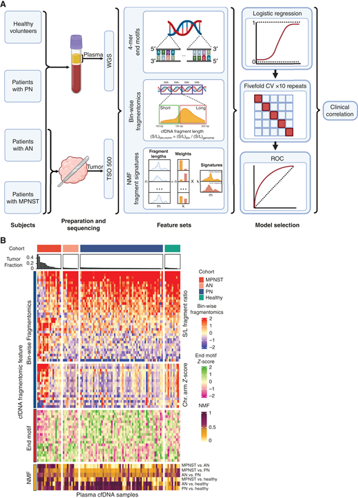 Fragmentomic features differentiate benign, premalignant, and malignant PNST. A, Study schema. Participants consisted of patients with imaging- and biopsy-proven MPNST or AN, established patients with PN, and healthy donors. Plasma was collected for fragmentomic analysis. AN and MPNST tissue DNA, when available, was clinically sequenced using the TSO 500 targeted oncology panel. cfDNA was extracted from plasma and underwent WGS with fragmentomic profiles assessed by fragment end motifs, bin-wise fragmentomic profiles, and NMF fragment signatures. Models for each feature type were trained on OVO comparisons with resultant features input into a logistic regression model with 10 repeats of five-fold CV. Optimal thresholds were calculated from ROC analysis of models’ predicted scores using Youden J-statistic. The results were correlated with clinical diagnoses and outcomes. B, Heatmap of fragmentomic features. Samples are grouped by diagnostic cohort (MPNST, AN, PN, and healthy) with samples in each cohort ranked from the highest to lowest size-selected CNA-derived tumor fraction. Rows are grouped by fragmentomic feature type. CV, cross-validation; OVO, one-versus-one; TSO 500, TruSight Oncology 500. (A, Created with BioRender.com.)
