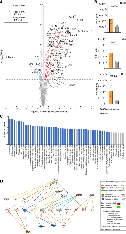 Contralateral hemispheres of SB28 glioblastoma mice indicate signatures of disease-associated myeloid cells and immunosuppression. A, Volcano plot highlights genes with significant upregulation and downregulation in the contralateral hemisphere of SB28 glioblastoma mice (red and blue, respectively) compared to sham. B, qPCR reveals higher expression of genes related to an inflammatory myeloid cell state in contralateral hemispheres of SB28 glioblastoma mice in contrast to sham. C, Illustration of the 50 pathways with highest elevation in immune cells of the contralateral hemisphere of SB28 glioblastoma mice (informed by IPA). Note that 40 out of the 50 pathways with highest activation were related to cell migration (phagocytes, leukocytes), phagocytosis, and immune cell activation (indicated in blue). D, IPA network analysis based on altered gene expression signatures in contralateral hemispheres of SB28 glioblastoma mice in contrast to sham. Depicted is a network plot showing TSPO-mediated associations with poor prognosis (e.g., CCL2) and immunosuppression (e.g., CHI3L1).