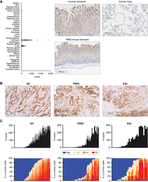 Expression and prevalence of CLDN18.2 in normal tissues and GI adenocarcinomas. A, Normal tissue RNA expression of CLDN18 [represented as normalized transcripts per million (TPM); Human Protein Atlas, GTEx dataset]. HC, hippocampal formation. CLDN18.2 expression on representative images of the human stomach, NSG mouse stomach, and human lung are shown. B, CLDN18.2 expression on representative samples of gastric cancer (H-score = 249), PDAC (H-score = 175), and esophageal adenocarcinoma (H-score = 175). C, Prevalence and intensity of CLDN18.2 expression on tumor samples derived from patients with gastric cancer (n = 185), PDAC (n = 61), and esophageal adenocarcinoma (n = 32). Data are shown as H-scores and as the percentages of tumor cells at each level of intensity (1+, 2+, and 3+). EAc, esophageal adenocarcinoma; GC, gastric cancer.