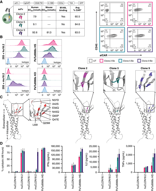 Development and evaluation of CLDN18.2-targeting CAR-T cells in vitro. A, Schematic representation of second-generation CAR-T lentivirus design, which includes a 4-1BB costimulatory domain (Bz). The table shows for each CLDN18.2-reactive clone the relative binding affinity (human and mouse), reactivity to mutant CLDN18.2 (M149L), and average transduction efficiency (CAR+, day 9) of multiple healthy donors. Representative FC plots of CAR surface expression at day 9 after lentivirus transduction were compared with UT control for a single donor. B, CLDN18.2 cell surface expression of various cell lines as determined by FC with 5 μg/mL CLDN18.2-reactive clones compared with nonspecific isotype antibody (R347). C, Epitope characterization of CLDN18.2-reactive clones. The AlphaFold structure on the far left (red) represents all sites of point mutation in HEK293 cells that vary between CLDN18.1 and CLDN18.2 in the first extracellular loop; the color-coded diagrams represent sites that influence respective clone binding. D, Percent cytolysis of HEK293 + huCLDN18.1, HEK293 + huCLDN18.2, HEK293 + muCLDN18.1, HEK293 + muCLDN18.2, and PaTu8988s HS cells determined by xCELLigence RTCA assay after 48 hours of co-culture with CLDN18.2 CAR-T cells at a 1:1 E:T ratio. The supernatants from the xCELLigence assay were collected at 24 hours for cytokine assessment (Meso Scale Discovery) assay. All data represent mean ± SEM of replicate experiments.
