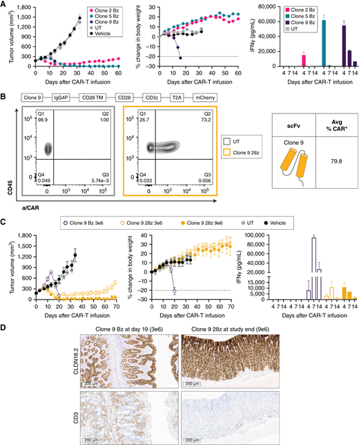 Evaluation of CLDN18.2-targeting CAR-T cells in vivo. A, NSG mice bearing PaTu8988s HS xenografts (CLDN18.2 H-score = 268) were dosed by tail vein with 9e6 CAR+ CLDN18.2 Bz CAR-T cells; total T-cell infusion number was matched across groups. Tumor volume and body weight were measured biweekly (n = 9). Serum levels of IFNγ were measured at 4, 7, and 14 days after infusion (n = 3). B, Schematic representation of a second-generation CAR-T design modified to replace 4-1BB with a CD28 costimulatory domain (28z). The average transduction efficiency (CAR+, day 9) of multiple healthy donors for clone 9 28z is shown. Representative FC plots of CAR surface expression at day 9 after lentivirus transduction were compared with UT control for a single donor. C, NSG mice bearing PaTu8988s HS xenografts were dosed as described in A with clone 9 CD28z or Bz CAR-T (n = 6) at indicated doses. Serum levels of IFNγ were measured at 4, 7, and 14 days after infusion (n = 3). D, Representative images of CLDN18.2 (top row) and CD3 (bottom row) staining in the stomachs of mice dosed with clone 9 CAR-T cells from C at indicated time points. All data represent mean ± SEM of replicate experiments or animals.