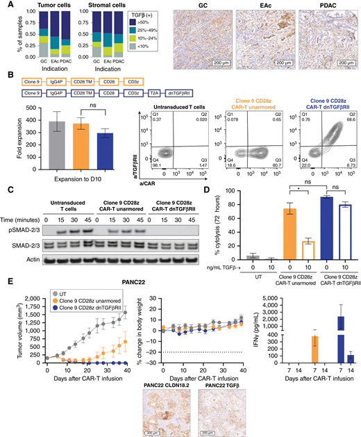 Rationale for selection of TGFβ armoring and proof of mechanism in vitro and in vivo. A, Quantitative analysis of intensity and prevalence and representative images of TGFβ staining in a subset of patient tumor samples [gastric cancer (GC), n = 130; esophageal adenocarcinoma (EAc), n = 15; PDAC, n = 71]. Data represent the pooled scores of tumor and stromal compartments. B, Schematic representation of second-generation CAR-T lentivirus design, including an IgG4P hinge, CD28 transmembrane, CD28 costimulatory domain, and CD3z (unarmored CAR-T cells) or additional T2A self-cleaving peptide and dnTGFβRII (armored CAR-T cells). Average fold expansion across multiple healthy donors is shown. There was no significant difference in expansion across groups (one-way ANOVA). Representative FC plots show CAR and TGFβRII surface expression at day 10 after lentivirus transduction compared with UT control. C, FACS-purified, serum-starved CAR-T cells were stimulated with 1 ng/mL rhTGFβ for various time periods. Western blotting was used to determine protein levels of p-SMAD2/3 and total SMAD2/3; β-actin was used as the loading control. D, Percent cytolysis of BxPC3 + CLDN18.2 cells as determined by xCELLigence RTCA assay after 72 hours of co-culture at a 1:1 ratio with CLDN18.2 CAR-T cells in the presence or absence of 10 ng/mL rhTGFβ. Results were analyzed by using paired t tests. E, NSG mice bearing pancreatic PDX (PANC22, H-score = 225, TGFβ intermediate) were dosed by tail vein with 3e6 CAR+ unarmored or dnTGFβRII CLDN18.2 CAR-T cells; the total T-cell infusion number was matched across groups. Tumor volume and body weight were measured biweekly (n = 5). Serum levels of IFNγ were measured at 7 and 14 days after infusion (n = 3). Representative images of CLDN18.2 and TGFβ staining IHC expression (20× scan) are shown. All data represent mean ± SEM of replicate experiments or animals.