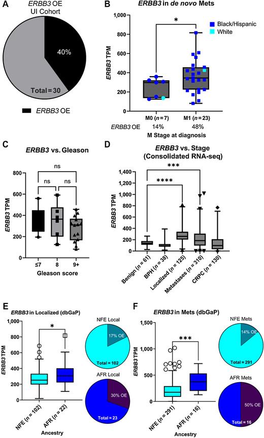 Figure 1. ERBB3 OE is enriched in a diverse patient population with CSPC and is associated with advanced disease at diagnosis. A, ERBB3 was overexpressed in 40% of patients in the UI cohort (n = 30). B, When stratified for M stage of disease at diagnosis, ERBB3 expression was significantly higher in patients with de novo metastatic (M1, n = 23) versus M0 (n = 7). Using a positivity threshold of 350 TPM, 14% of M0 patients had ERBB3 OE, while 48% of patients with de novo metastatic disease at diagnosis had ERBB3 OE. Race/ethnicity for each patient is shown with colored dots (Black/Hispanic = purple, White = blue). C, When stratified for Gleason score at diagnosis, ERBB3 expression was not significantly different between Gleason score ≤7, 8, or 9+ in the UI cohort. D, With additional samples from consolidated publicly available RNA-seq datasets, ERBB3 expression was significantly higher in localized prostate cancer (n = 125) and metastases (n = 310) versus benign (n = 61). E, In the localized prostate cancer samples from consolidated RNA-seq data, ERBB3 expression was significantly higher in samples with SNP profiles indicative of AFR ancestry (n = 22) versus NFE ancestry (n = 102). Applying the positivity threshold for ERBB3 OE to localized sample set showed 17% ERBB3 OE in NFE ancestry and 30% ERBB3 OE in AFR ancestry. F, In the metastatic samples from consolidated RNA-seq data, ERBB3 expression was significantly higher in samples with SNP profiles indicative of AFR ancestry (n = 16) versus NFE ancestry (n = 291). Applying the positivity threshold for ERBB3 OE to localized sample set showed 14% ERBB3 OE in NFE ancestry and 50% ERBB3 OE in AFR ancestry. TPM, transcripts per million; *, P < 0.05; ***, P < 0.01; ****, P < 0.0001.