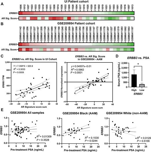 Figure 4. ERBB3 expression correlates with an AR signature score and high serum PSA in AA men. A, ERBB3 (log) TPM values for each patient from the UI cohort are shown in a heat map alongside the log transformed TPM values of the AR target genes that make up the AR signature score. B, ERBB3 (log) TPM values for each patient from GSE209954 are shown in a heat map alongside the log transformed TPM values of the AR target genes that make up the AR signature score. C, A simple linear regression of ERBB3 expression (TPM) and AR signature score sum showed a statistically significant positive correlation between ERBB3 expression and AR signaling in the UI cohort (R2 = 0.3033, P = 0.0009) and GSE209954 (R2 = 0.5962, P < 0.0001). Each patient is represented by a dot with the best-fit line (solid line) bracketed by the 95% confidence intervals (dashed lines). D, Pretreatment serum PSA (ng/mL) was significantly higher in the ERBB3-high patients from the UI cohort versus ERBB3-low (*, P < 0.05). E, In external dataset GSE209954 containing AAM and non-AAM patients, ERBB3 expression was not significantly correlated with pretreatment PSA (R2 = 0.01309, P = 0.3528) in all samples. However, when stratified by race, there was a significant positive correlation between ERBB3 expression and pretreatment PSA in AAM patients (R2 = 0.1530, P = 0.0244) that did not exist in non-AAM patients (R2 = 0.0129, P = 0.5156). Each patient is represented by a dot with the best-fit line (solid line) bracketed by the 95% confidence intervals (dashed lines).