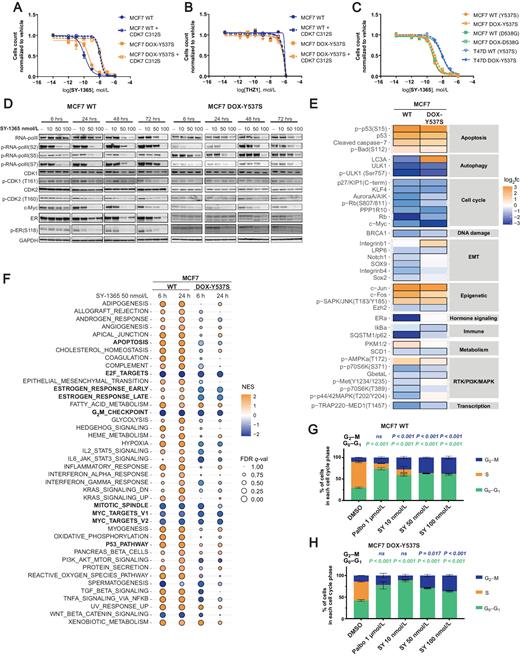 Selective CDK7 Inhibition Suppresses Cell Cycle Progression and MYC ...