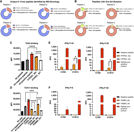 Identification of immunogenic HLA class I–bound variant peptides with single amino acid substitution from patient PDAC tumor specimen. Novor de novo sequencing software was used to sequence the tandem MS data of HLA class I peptide from the patient’s PDAC tumor. MS-Homology was used to identify peptides carrying a single amino acid substitution. NetMHCpan4.0 was used to predict peptide binding affinity to their respective HLA molecule. (A) Variant peptides identified in four patient PDAC samples and (B) selected strong binding variant peptides. (C) T2 cell binding assays of selected HLA-A3 and (D) A11 peptides binding to HLA-A3 or HLA-A11 expressing T2 cells. T2 cells expressing HLA-A3 or HLA-A11 molecules were incubated with B2 M (1.5 μg/mL) and their respective peptides (50 μg/mL) in an equal mix of serum-free AimV medium and RPMI1640-based culture media at room temperature with gentle shaking overnight. Negative peptide and positive peptide control for HLA-A3 and HLA-A11 is CEF1(GILGFVFTL) and CEF3(SIIPSGPLK), respectively. An unpaired t test was used for comparing the MFI of different peptides. (E) and (F) Florospot assay measuring the number of T cells producing IFNy in GVAX-treated (HLA-A3 patient sample ID P-43 and P-20; HLA-A11 patient sample ID P-6 and P-40) PBMC following stimulation with PTPRZ1 or PSMB5 peptides, respectively. C1D0 samples are pre-GVAX-treated PBMC, and C1D14 samples are PBMC collected 14 days post-GVAX treatment. SFU is the number of spots per 106 PBMCs. Unpaired t test and one-way analysis of variance were used for comparing stimulated and unstimulated peptide/samples. *, P < 0.05; ***, P < 0.001; ****, P < 0.0001.